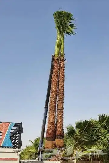 واشنطني زينه 8