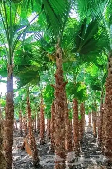 واشنطني زينه 3