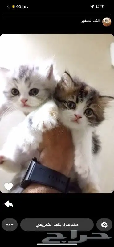 متجر لبيع القطط الصغيرة والجميلة 3