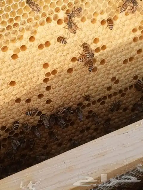 بيع منحل كامل خلايا افرنجي نظيف من الامراض والآفات البيع 7