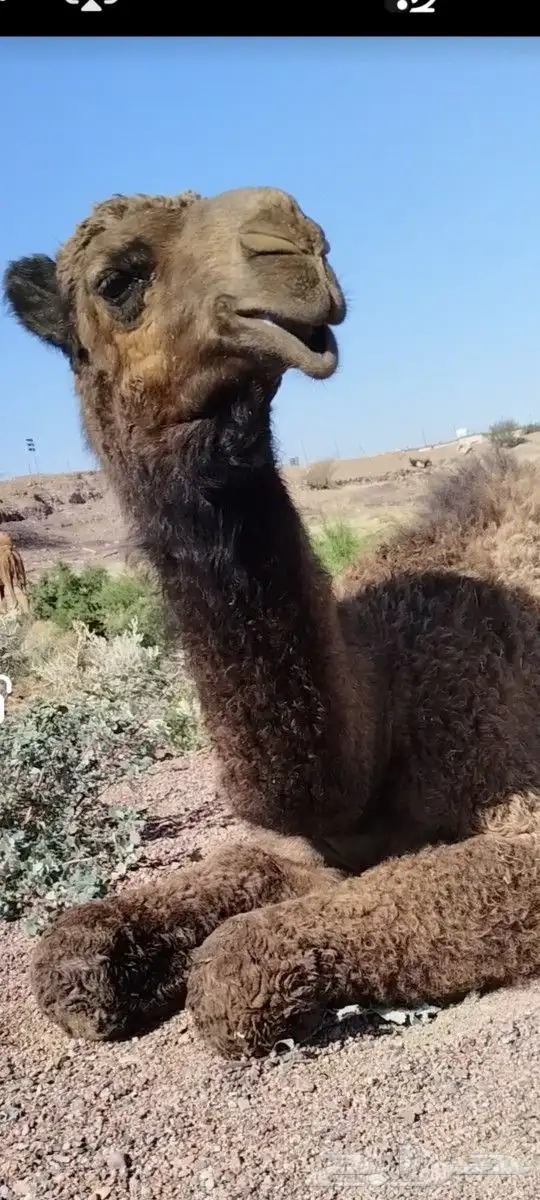 للبيع فحل منتج فريحي 2