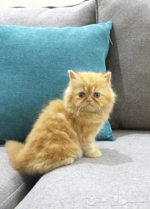 متجر لبيع القطط الصغيرة والجميلة 0