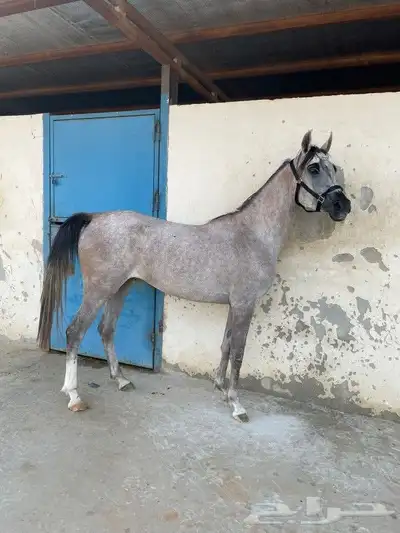 مهرة واهو مكس (مبيوعه) 1