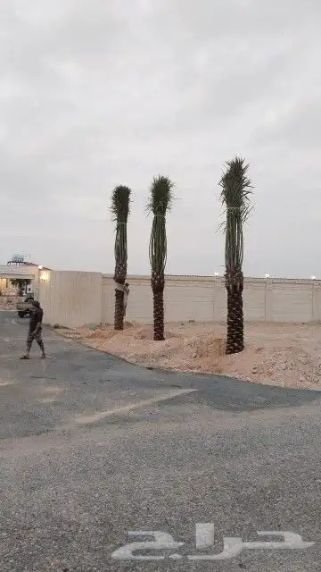 زراعه نخيل 8