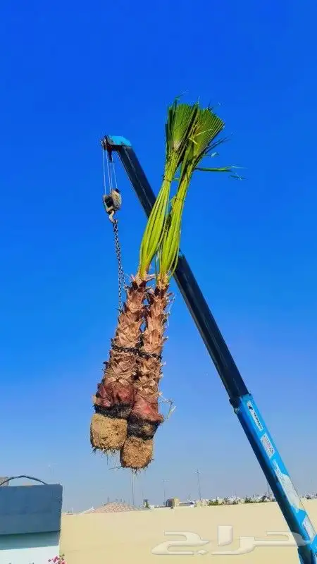 زراعه نخيل 0