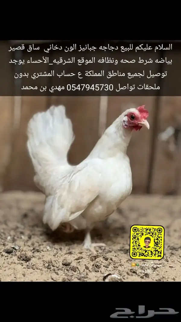 دجاج جبانيز 1