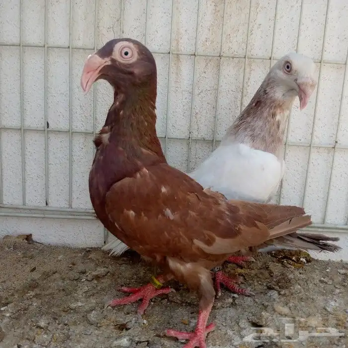 زوج مراسيل تم البيع 3