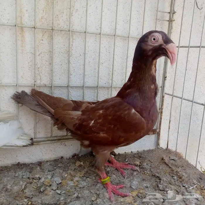 زوج مراسيل تم البيع 2