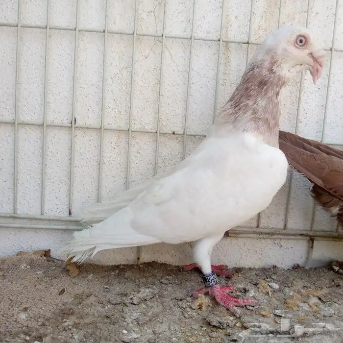 زوج مراسيل تم البيع 4