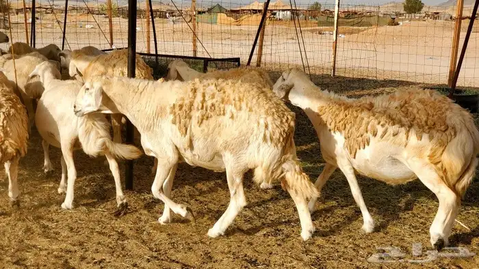 ما شاء وتبارك الله أعرض لكم غنم حريات 2