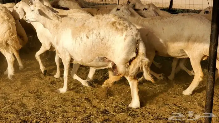 ما شاء وتبارك الله أعرض لكم غنم حريات 0