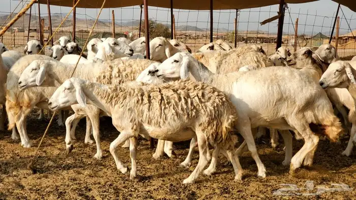 ما شاء وتبارك الله أعرض لكم غنم حريات 4