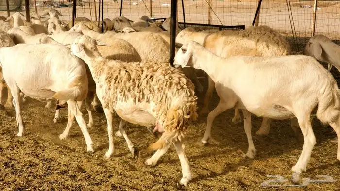 ما شاء وتبارك الله أعرض لكم غنم حريات 1