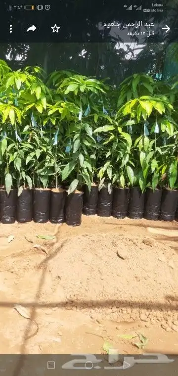 جميع انواع شتلات المانجو والموز والفل البلدي جوافه والقشطه 0