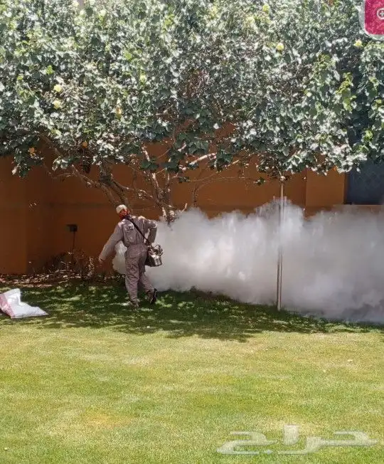 رش مبيدات ومكافحه الحشرات وسوسه النخيل 1