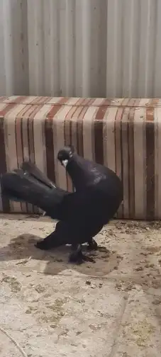 حمام مشكل تم البيع تم البيع 9