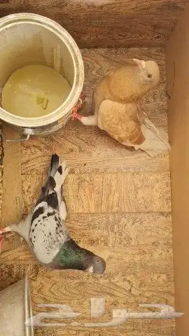 حمام مشكل تم البيع تم البيع 3