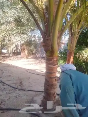 ابويوسف 0