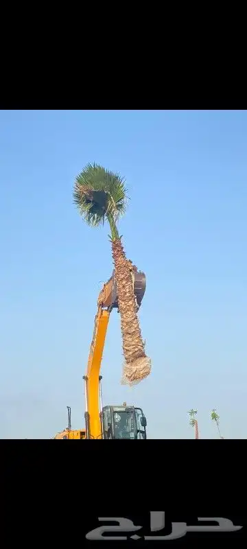 نخل شبك 0