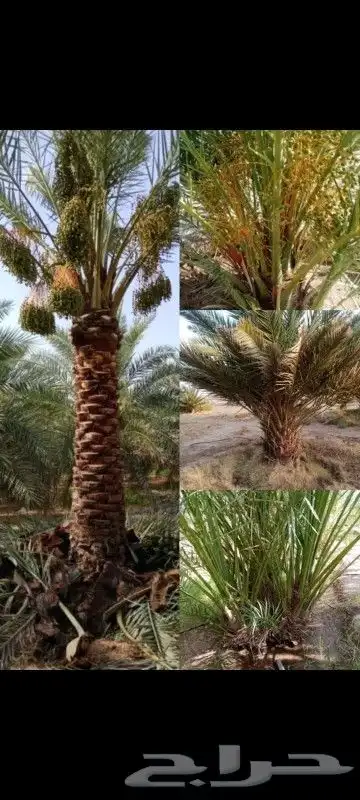 نخل شبك 9