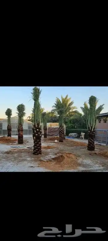 نخل شبك 7