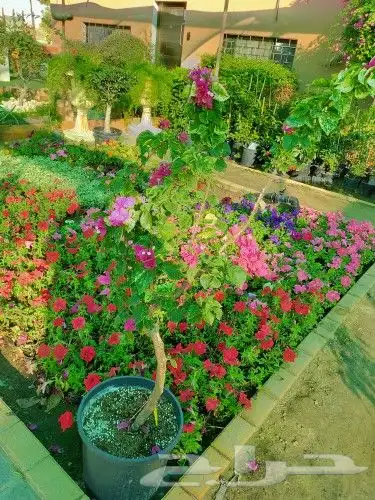 ابويوسف 1