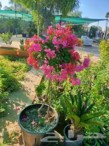 ابويوسف 2
