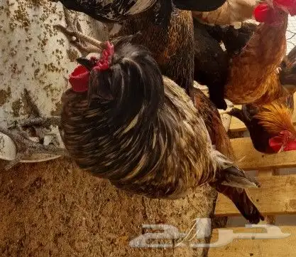 ديك بولندي بولش عرف افرق حار(( تم البيع )) 0