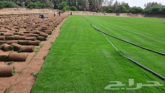 نجيله طبيعي واشجار ونخيل للبيع مع التوصيل للموقع 0