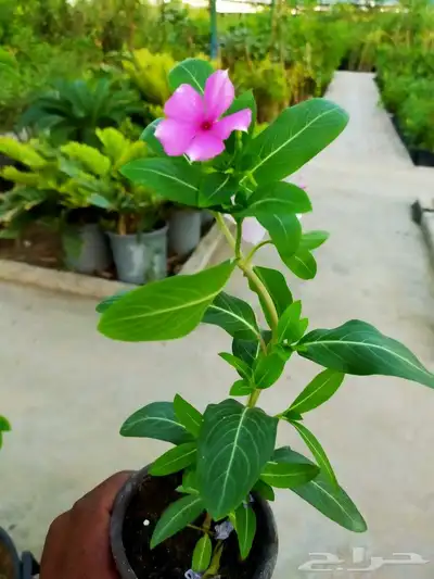 ابويوسف 5