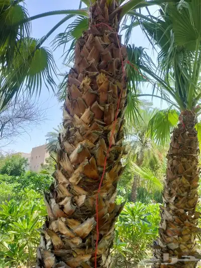 ابويوسف 6