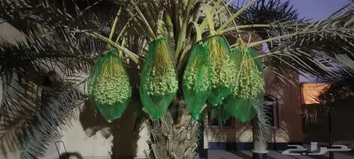 متعلقات ما تخص الزراعة 1