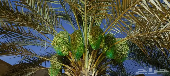 متعلقات ما تخص الزراعة 0