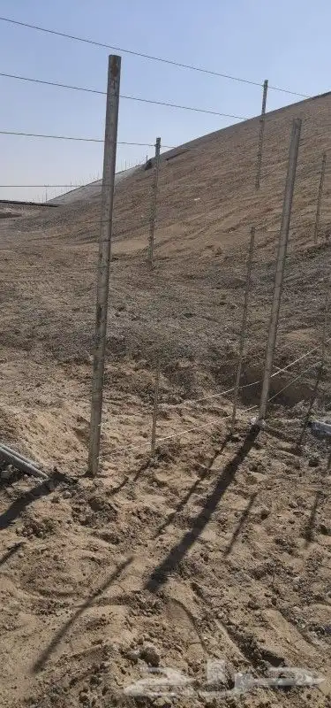 زراعة النخيل 7