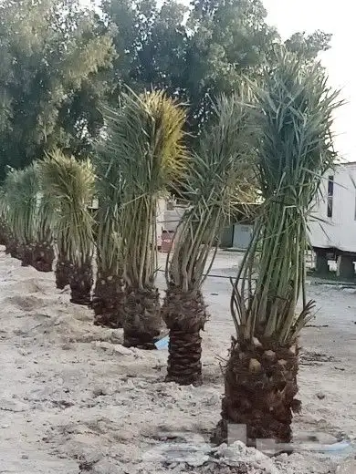 زراعة النخيل 4
