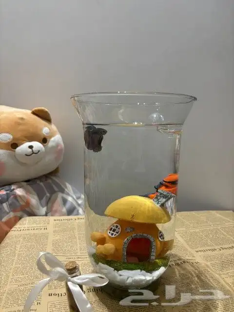 سمك الفايتر   هدية بيت جديد 3