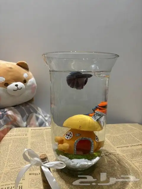 سمك الفايتر   هدية بيت جديد 0