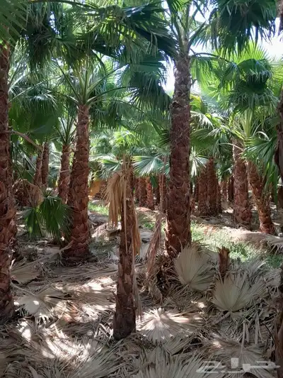 يوجد. لدينا نخل وشنطني جميع المقاسات 3