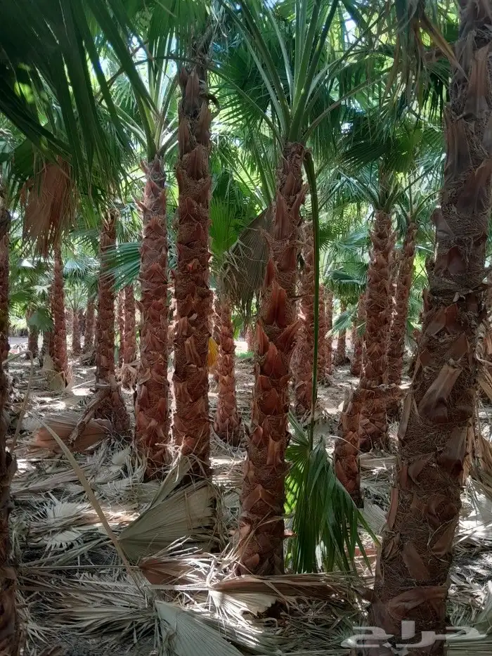 يوجد. لدينا نخل وشنطني جميع المقاسات 2