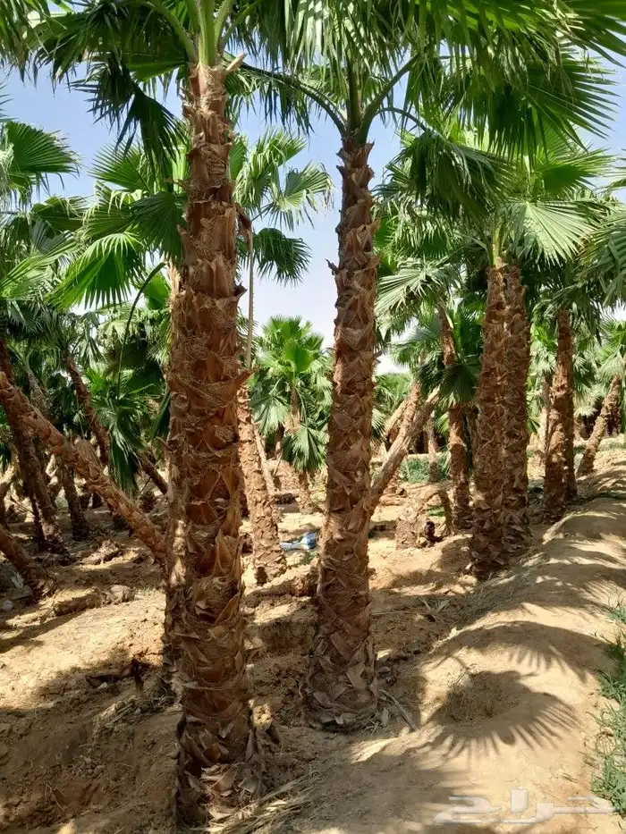 يوجد. لدينا نخل وشنطني جميع المقاسات 8