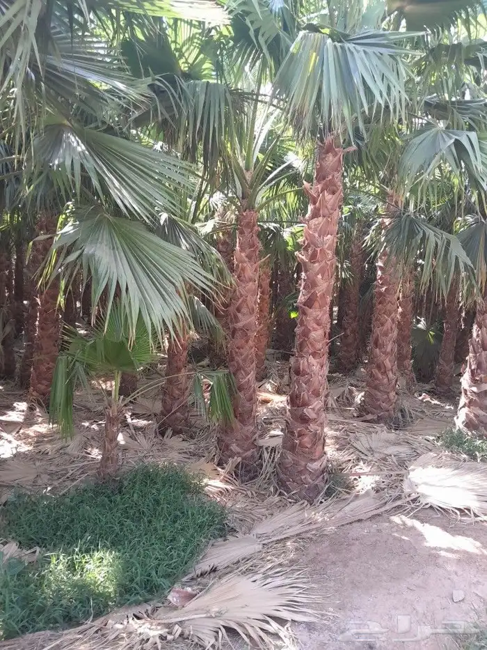 يوجد. لدينا نخل وشنطني جميع المقاسات 5