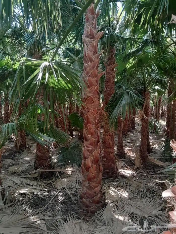 يوجد. لدينا نخل وشنطني جميع المقاسات 0