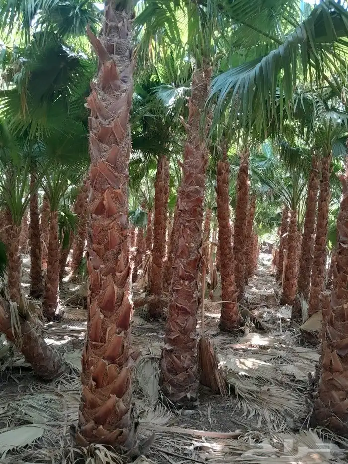 يوجد. لدينا نخل وشنطني جميع المقاسات 4