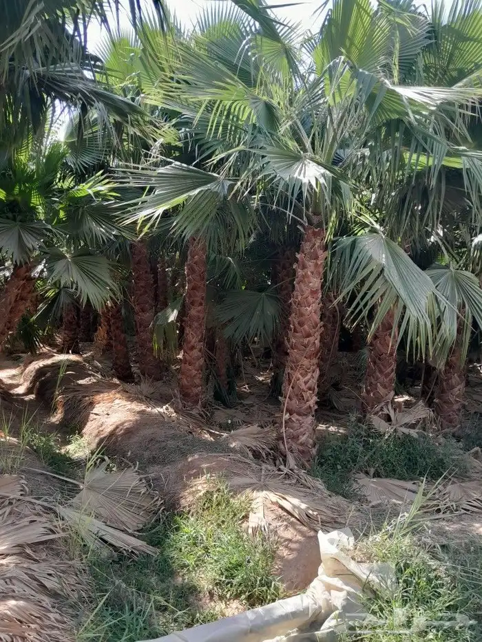 يوجد. لدينا نخل وشنطني جميع المقاسات 6