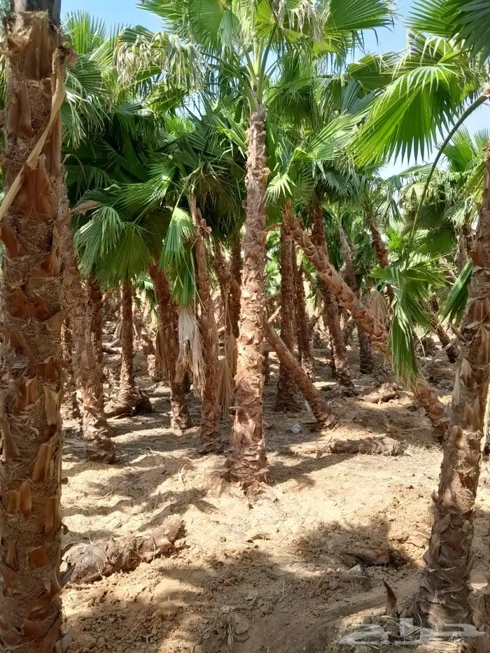 يوجد. لدينا نخل وشنطني جميع المقاسات 9