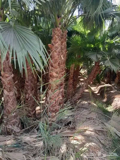 يوجد. لدينا نخل وشنطني جميع المقاسات 7
