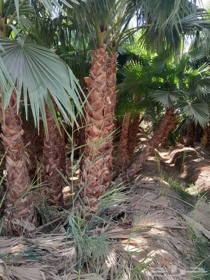 يوجد. لدينا نخل وشنطني جميع المقاسات 7