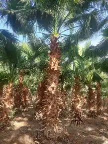 نخل زينه امريكي وشنطني 3