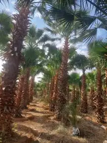 نخل زينه امريكي وشنطني 7