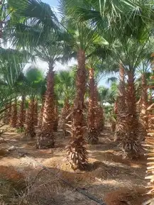 نخل زينه امريكي وشنطني 2